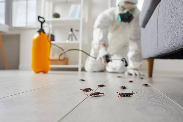 Post-Treatment Bed Bug Interceptor Monitoring in Plymouth